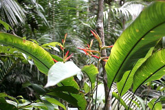 FSC papier - beheerde bossen